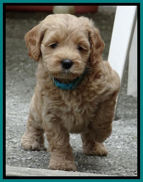 Sky Reagan pups 6 wks old 160
