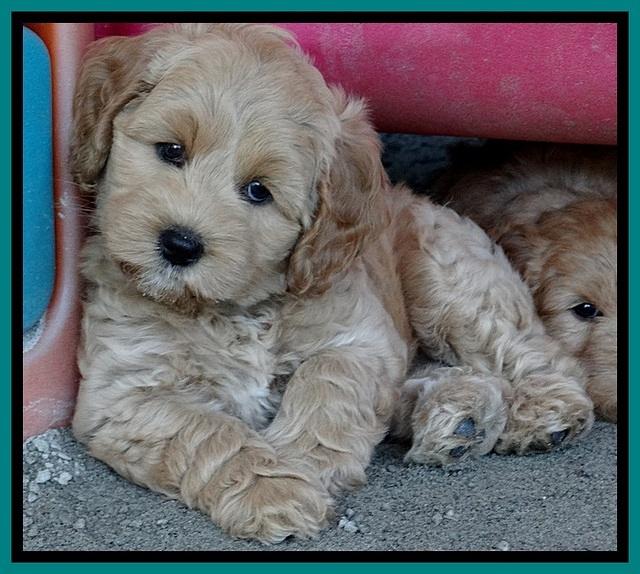 Sky Reagan pups 7 wks old 61