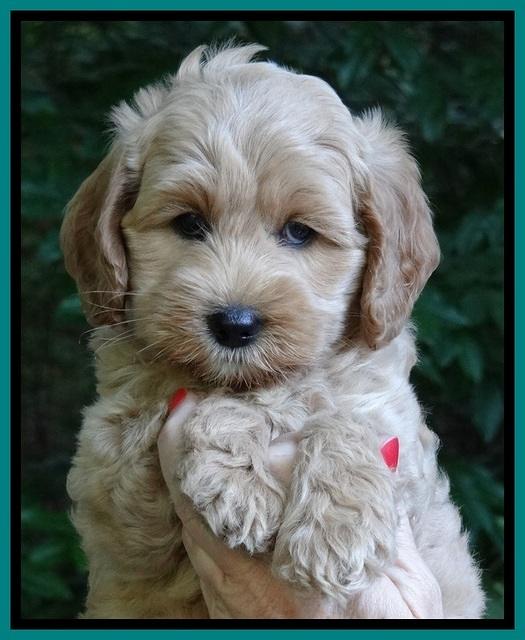 Sky Reagan pups 7 wks old 81