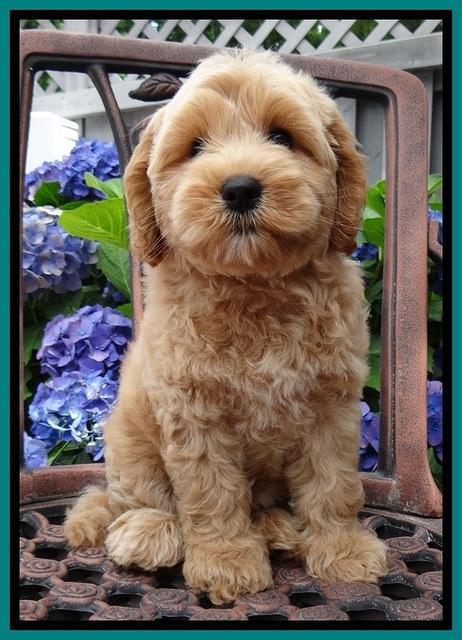 Sky Reagan pups 8.5 wks old 21