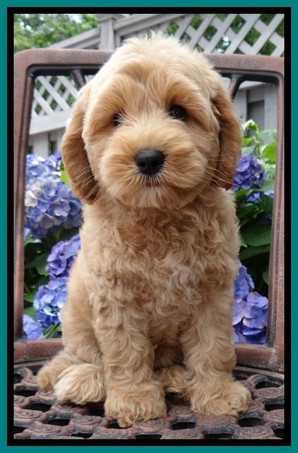 Sky Reagan pups 8.5 wks old 31