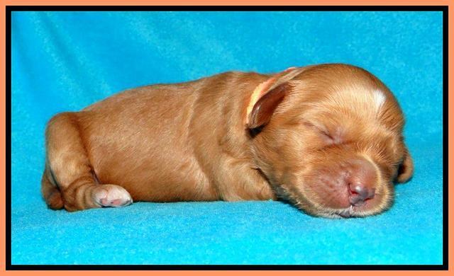 Sky Reagan pups 1 week old 5252