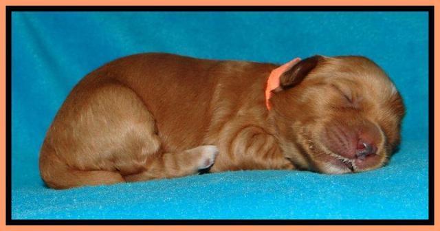 Sky Reagan pups 1 week old 6252