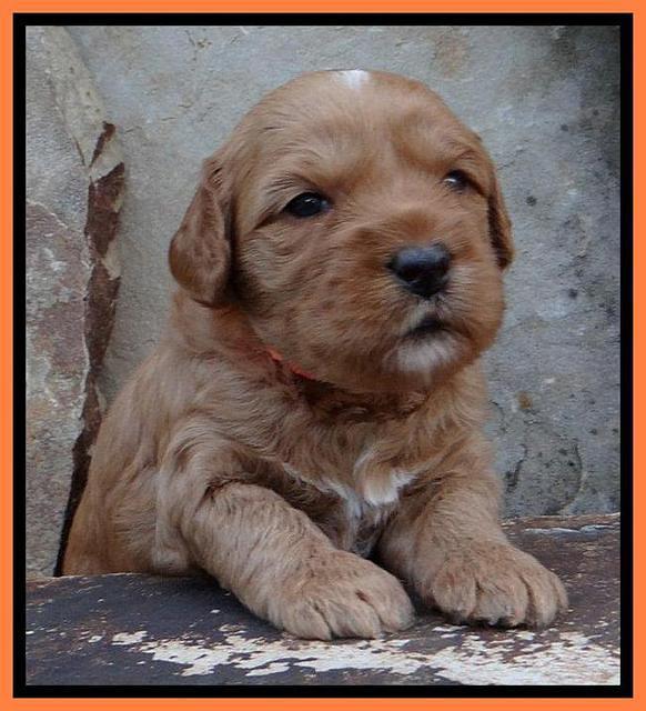 Sky Reagan pups 3 wks old 230