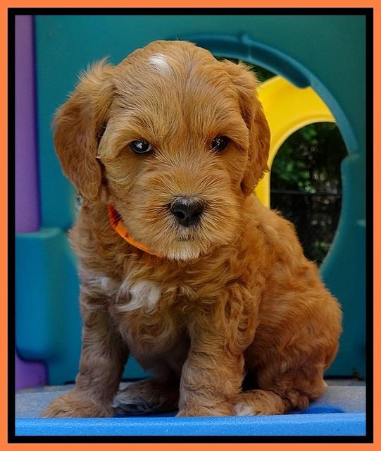 Sky Reagan pups 5 wks old 170
