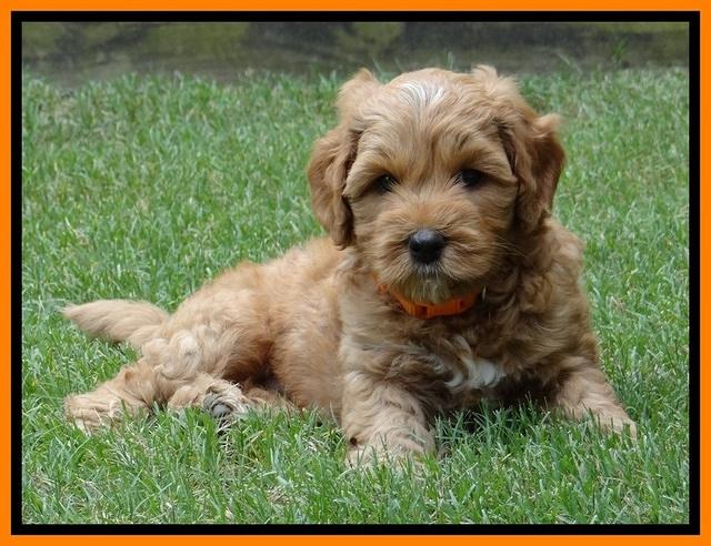 Sky Reagan pups 6 wks old 230
