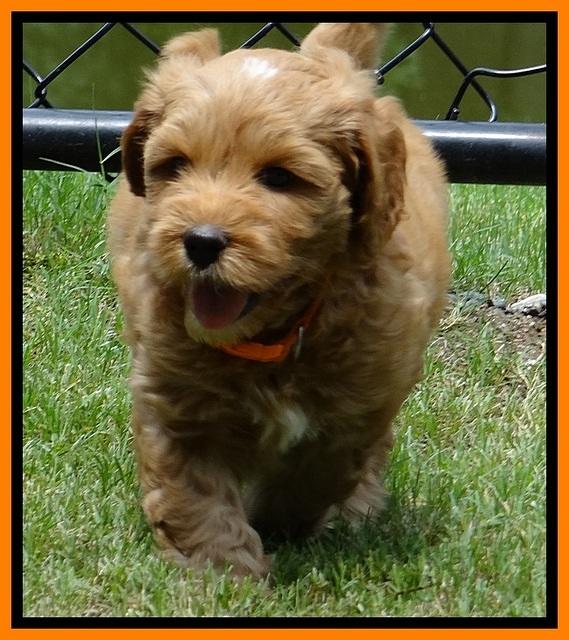 Sky Reagan pups 6 wks old 240