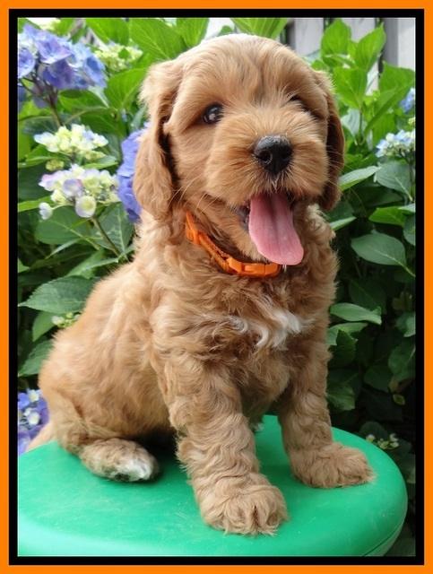 Sky Reagan pups 6 wks old 250