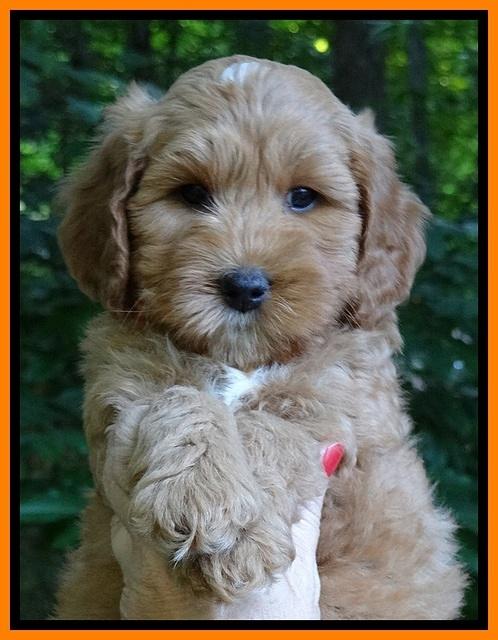 Sky Reagan pups 7 wks old 251