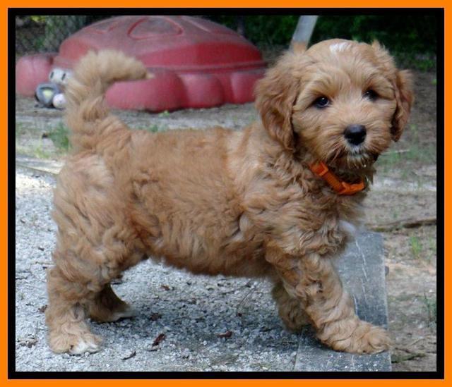 Sky Reagan pups 7 wks old 511