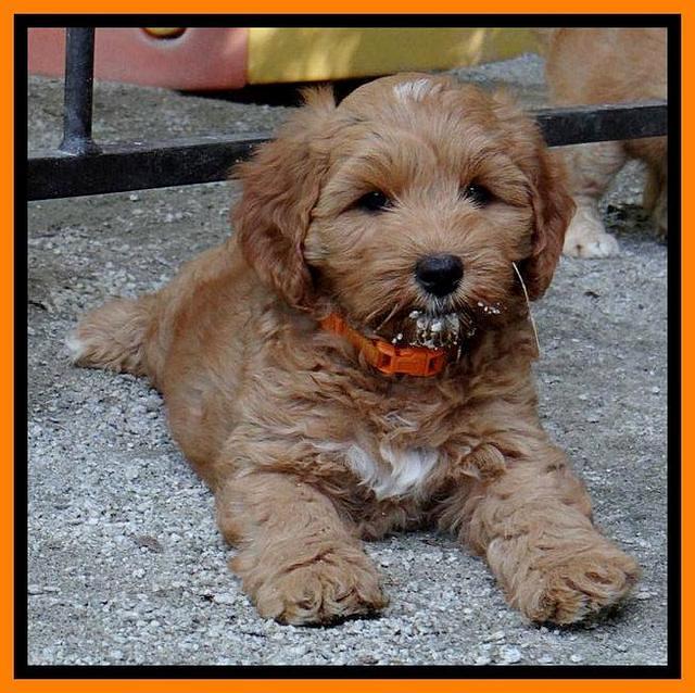Sky Reagan pups 7 wks old 611