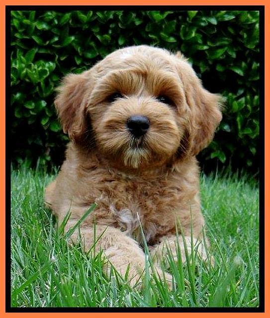 Sky Reagan pups 8 wks old 250