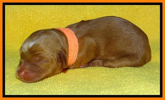 SkyReagan pups newborn 191