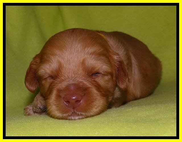 Sky Reagan pups 2 wks old 191
