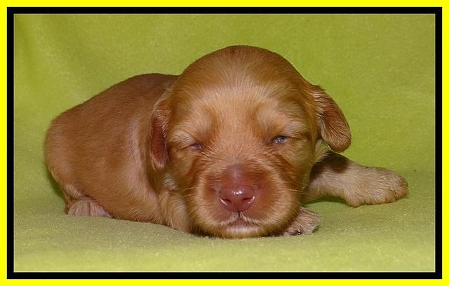 Sky Reagan pups 2 wks old 221