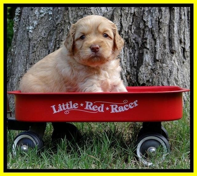 Sky Reagan pups 4 wks old 350