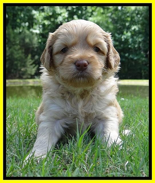 Sky Reagan pups 4 wks old 370