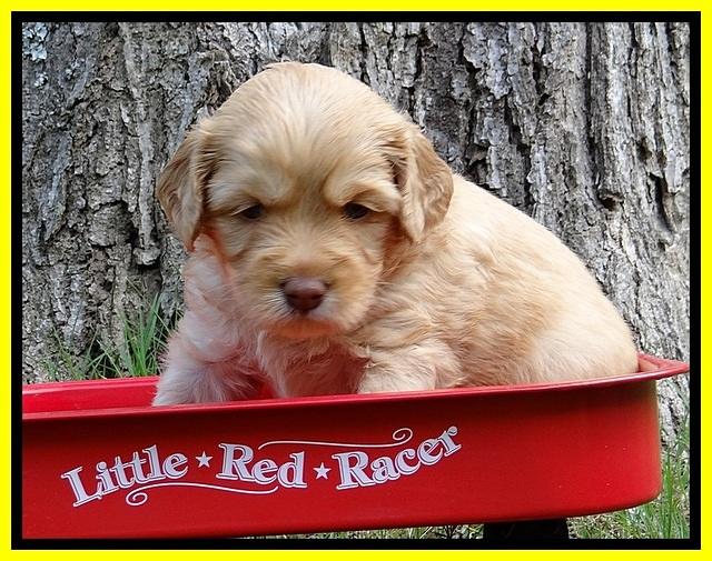 Sky Reagan pups 4 wks old 380