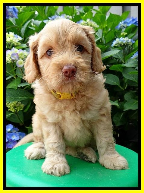 Sky Reagan pups 6 wks old 480