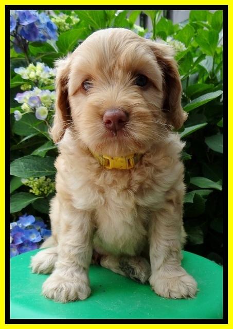 Sky Reagan pups 6 wks old 490