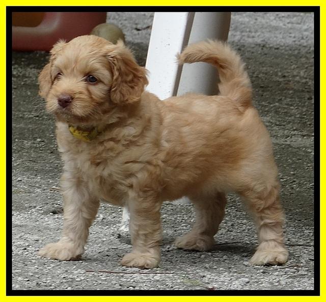 Sky Reagan pups 6 wks old 500