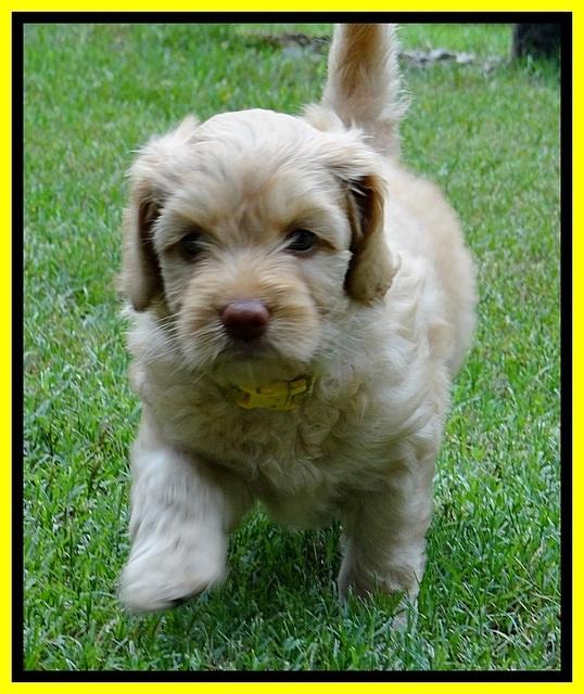 Sky Reagan pups 6 wks old 520