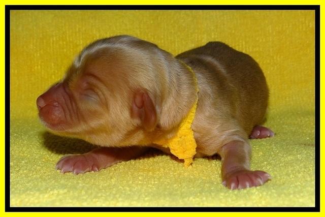 SkyReagan pups newborn 211