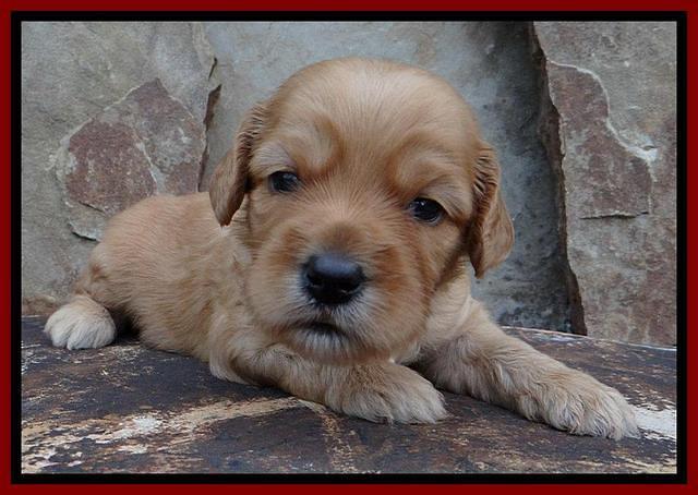 Sky Reagan pups 3 wks old 300