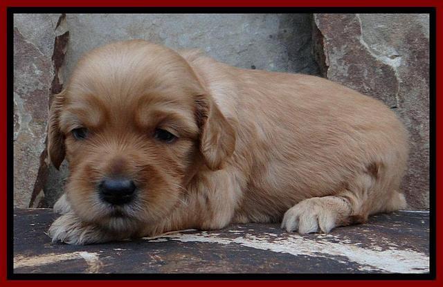 Sky Reagan pups 3 wks old 310