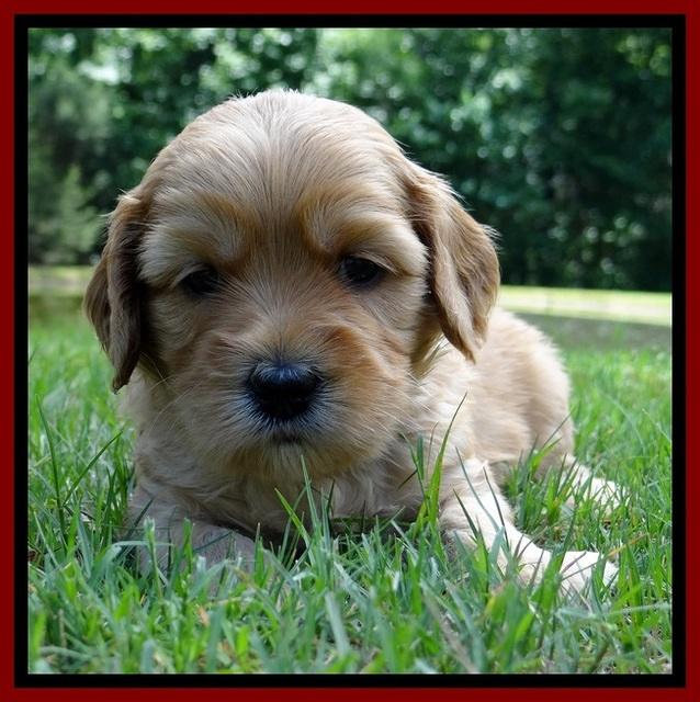 Sky Reagan pups 4 wks old 390
