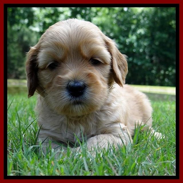 Sky Reagan pups 4 wks old 400