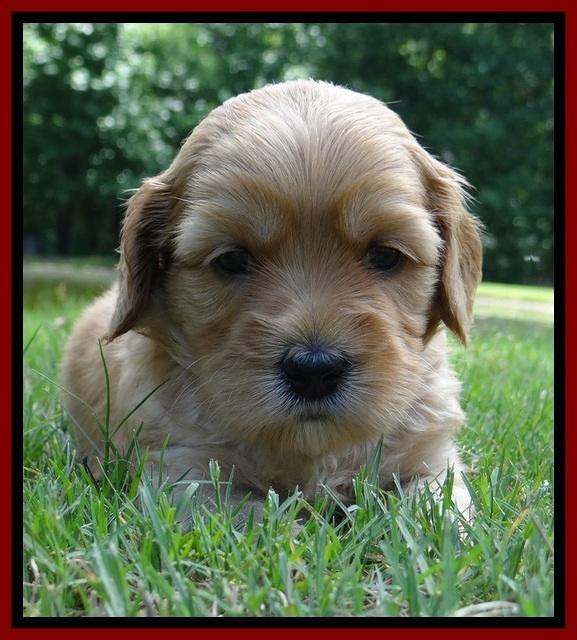 Sky Reagan pups 4 wks old 410