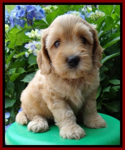 Sky Reagan pups 6 wks old 320