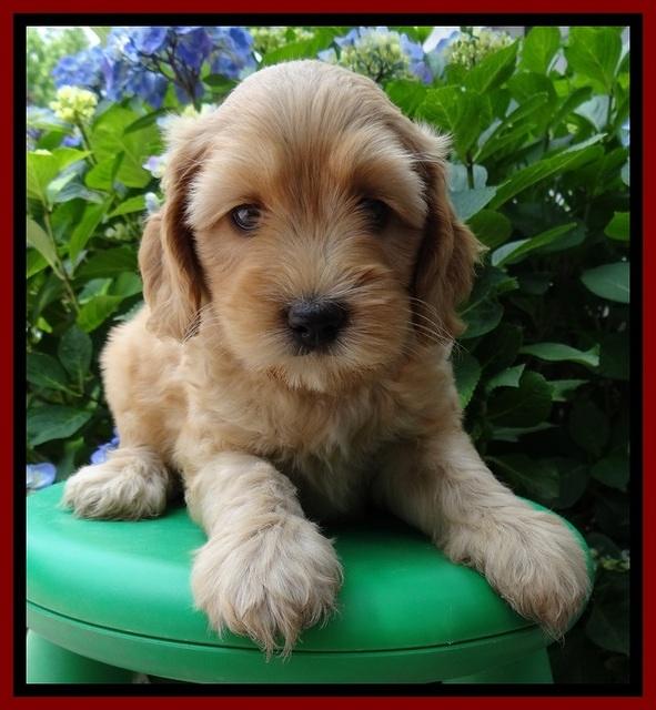 Sky Reagan pups 6 wks old 330