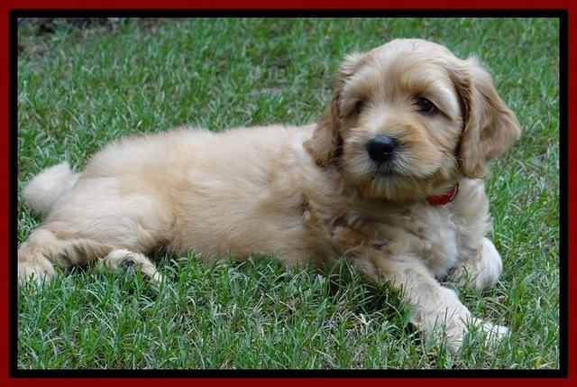 Sky Reagan pups 6 wks old 370