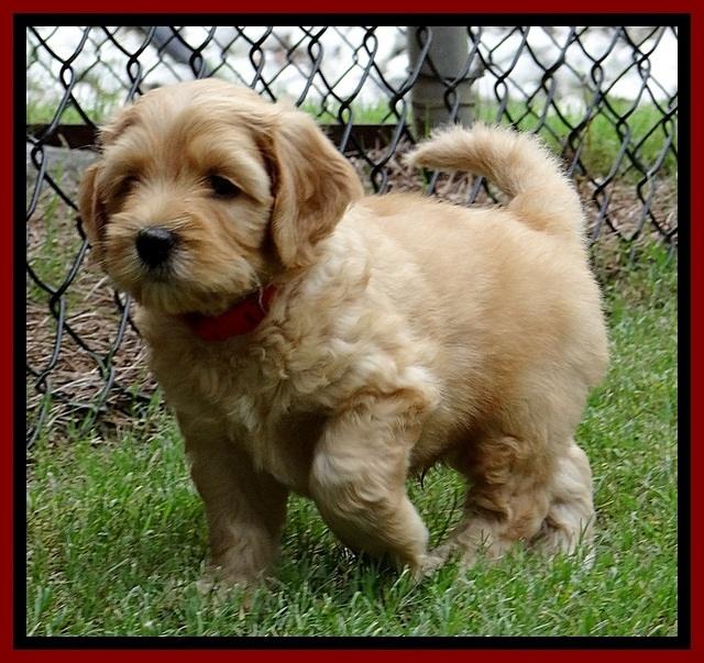 Sky Reagan pups 6 wks old 380