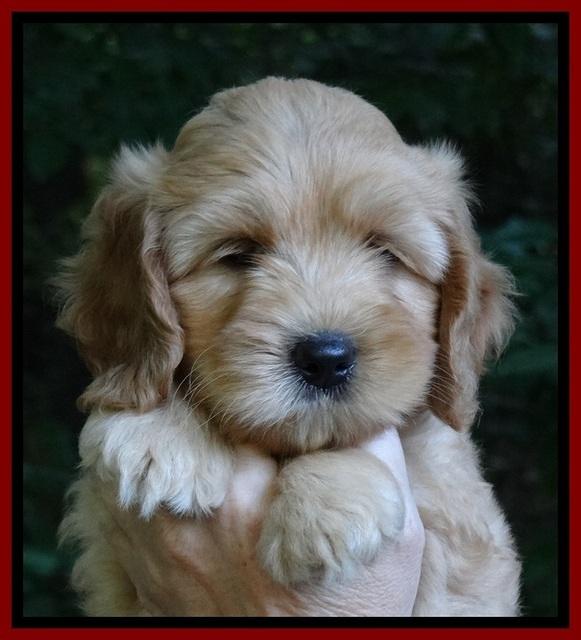 Sky Reagan pups 7 wks old 281
