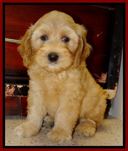 Sky Reagan pups 8 wks old 50