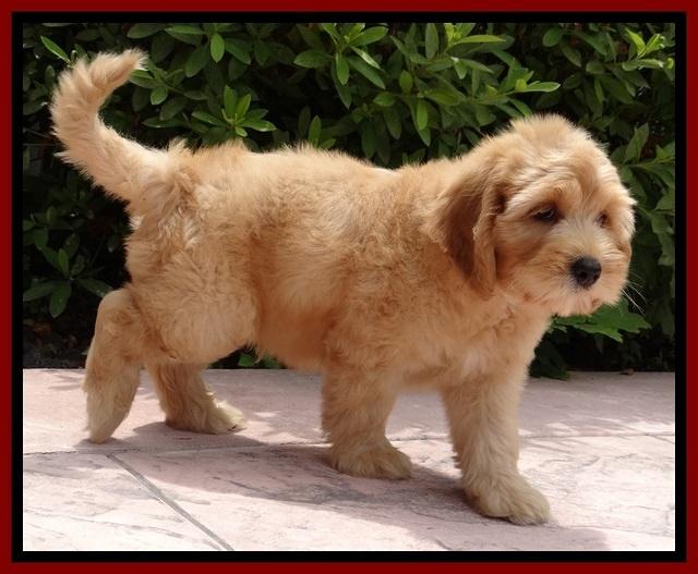 Sky Reagan pups 8.5 wks old 81