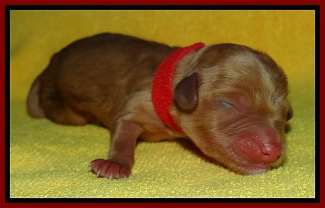 SkyReagan pups newborn 251