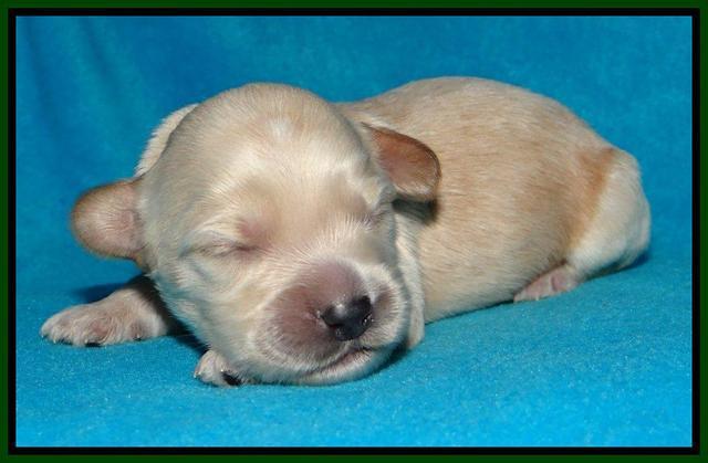 Sky Reagan pups 1 week old 2252