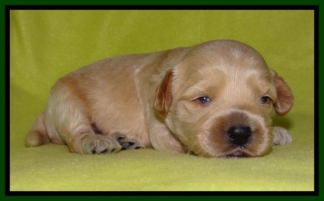 Sky Reagan pups 2 wks old 271