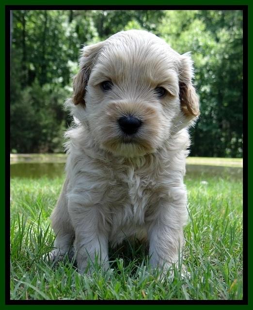 Sky Reagan pups 4 wks old 460