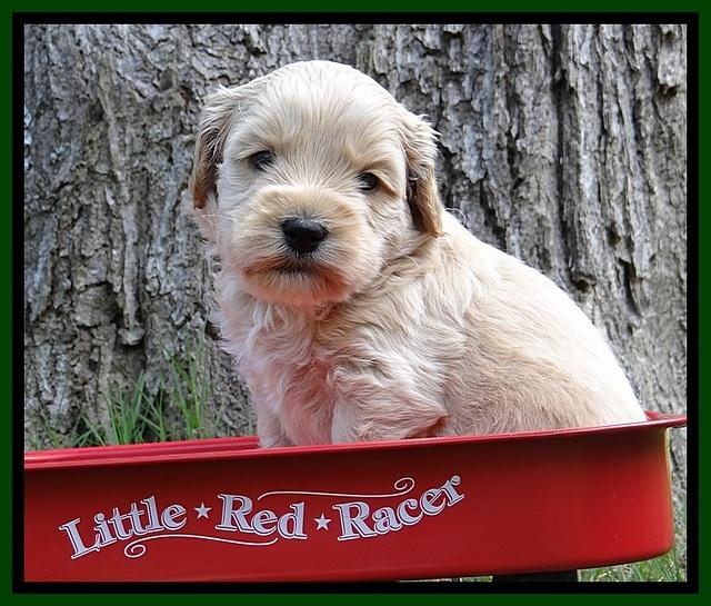 Sky Reagan pups 4 wks old 490