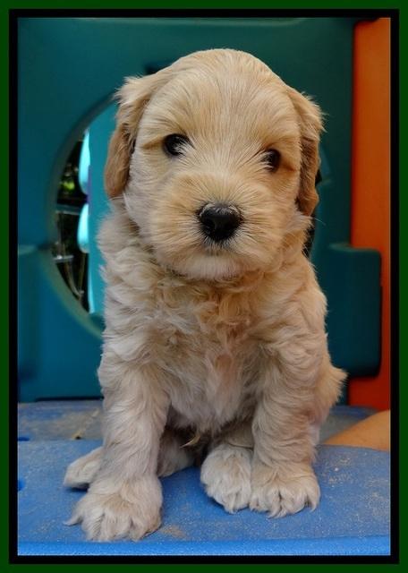 Sky Reagan pups 5 wks old 270