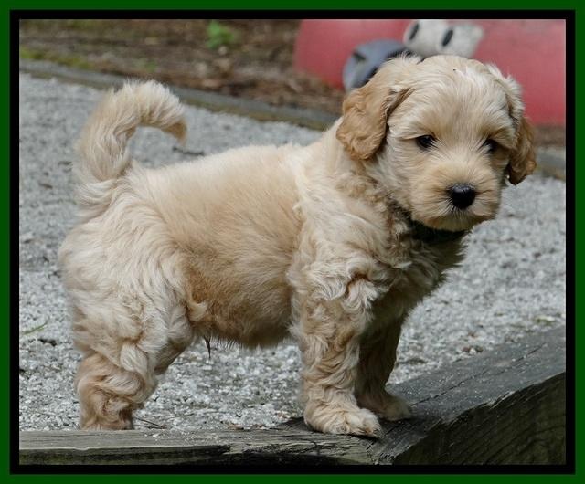 Sky Reagan pups 6 wks old 580