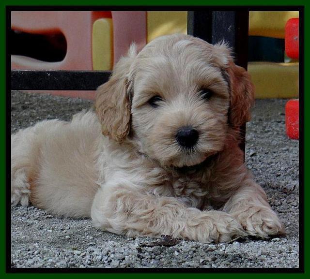 Sky Reagan pups 7 wks old 411