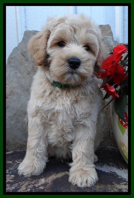 Sky Reagan pups 8 wks old 90