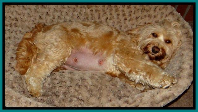 Sky Reagan preg 2 down