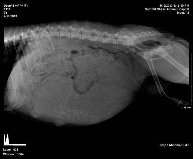 Sky xrays preg 2 Reagan